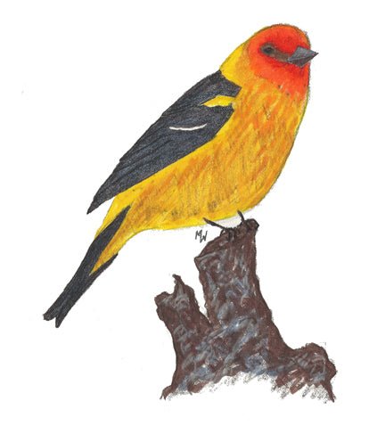 Western Tanager - Mini Puzzle - Kidsplace.store