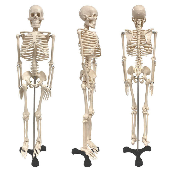 Human Skeleton Model with Key, 34"