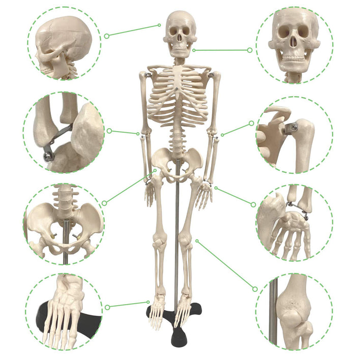 Human Skeleton Model with Key, 34"