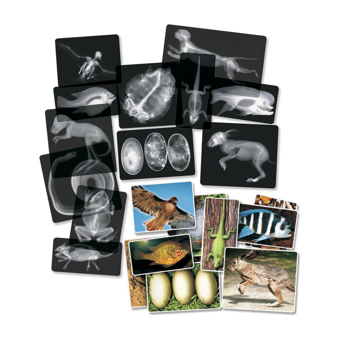 Animal X-Ray Set, Set of 14 - Kidsplace.store