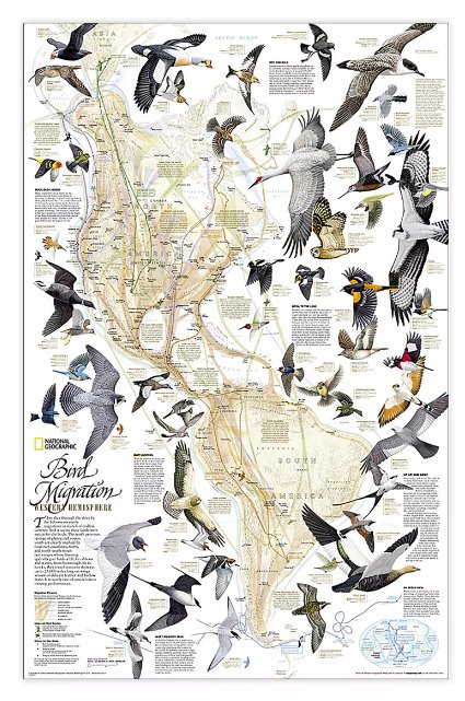 Bird Migration, Western Hemisphere Map, Laminated, 20.25" x 31.25" - Kidsplace.store