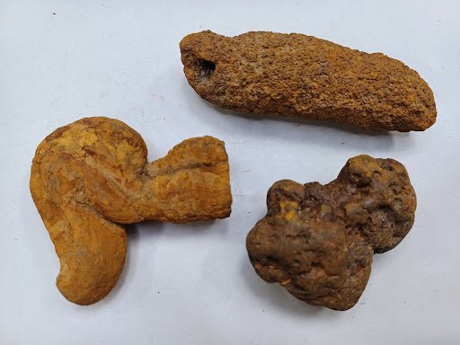 Coprolite - Kidsplace.store