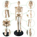 Human Skeleton Model with Key, 17" - Kidsplace.store