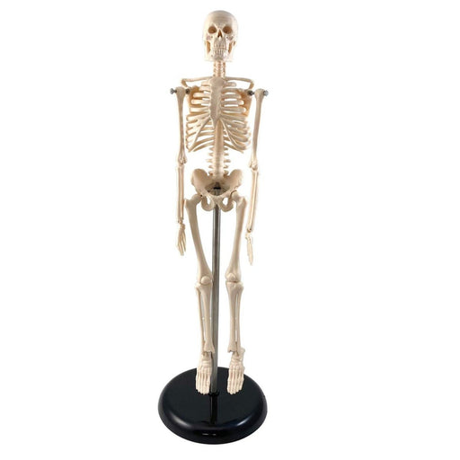 Human Skeleton Model with Key, 17" - Kidsplace.store