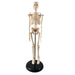 Human Skeleton Model with Key, 17" - Kidsplace.store