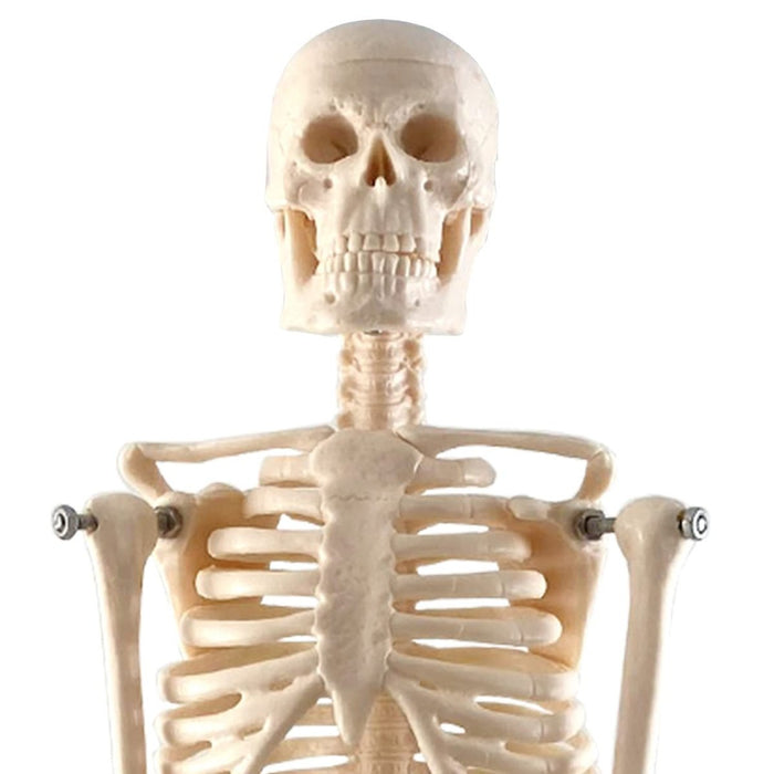 Human Skeleton Model with Key, 17" - Kidsplace.store