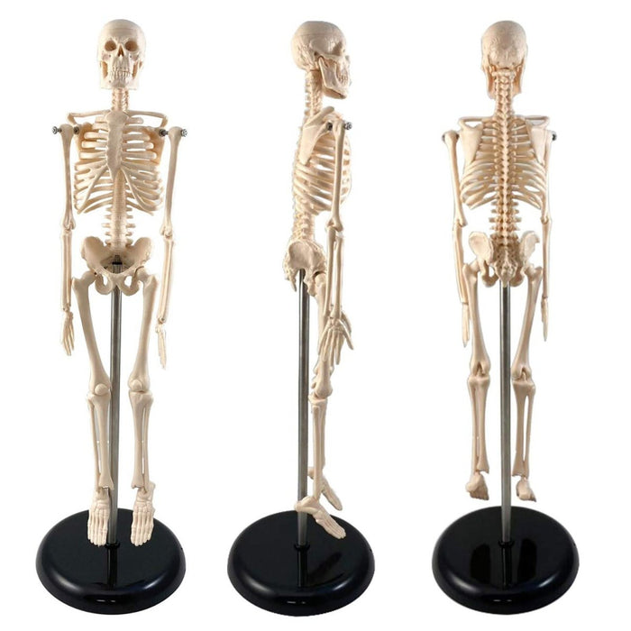 Human Skeleton Model with Key, 17" - Kidsplace.store