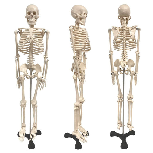 Human Skeleton Model with Key, 34" - Kidsplace.store