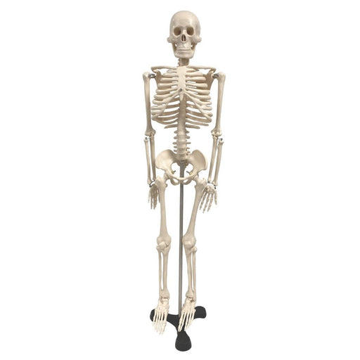 Human Skeleton Model with Key, 34" - Kidsplace.store