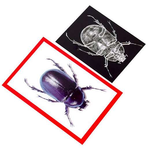 Insect X - rays and Picture Cards, Pack of 36 - Kidsplace.store