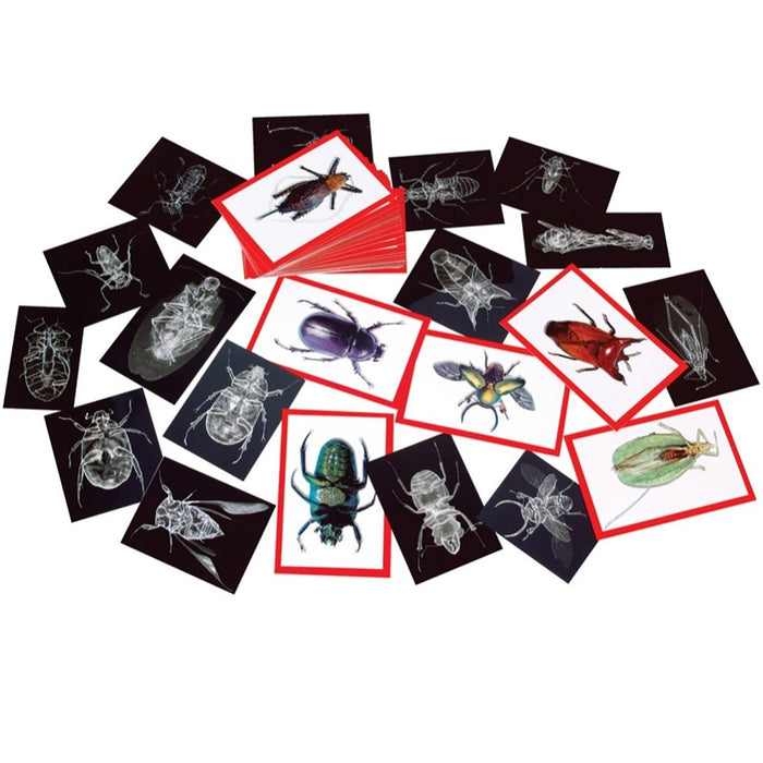 Insect X - rays and Picture Cards, Pack of 36 - Kidsplace.store