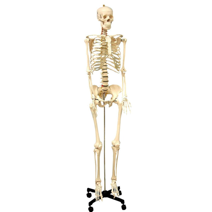 Life Size Human Skeleton Model with Key, Rod Mount - Kidsplace.store