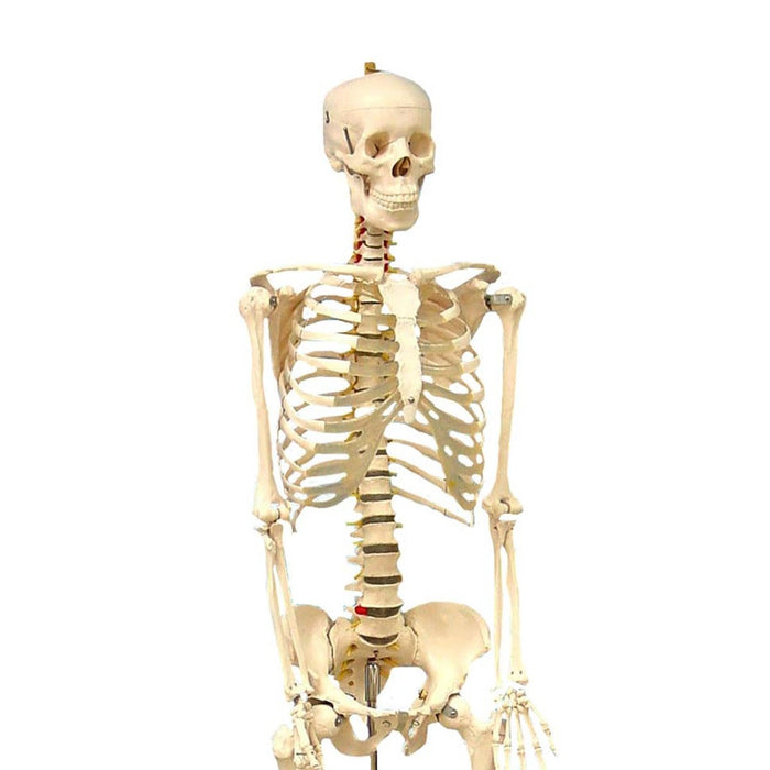 Life Size Human Skeleton Model with Key, Rod Mount - Kidsplace.store