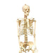 Life Size Human Skeleton Model with Key, Rod Mount - Kidsplace.store