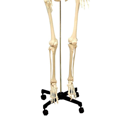 Life Size Human Skeleton Model with Key, Rod Mount - Kidsplace.store