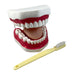 Oral Hygiene Model with Key - Kidsplace.store