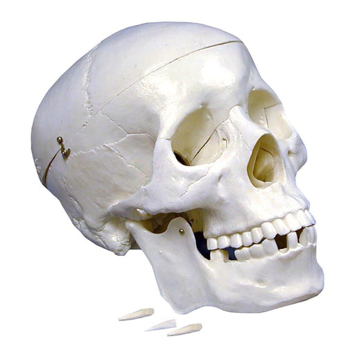 Plastic Human Skull Model - Kidsplace.store