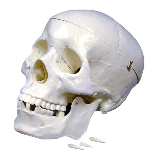 Plastic Human Skull Model - Kidsplace.store