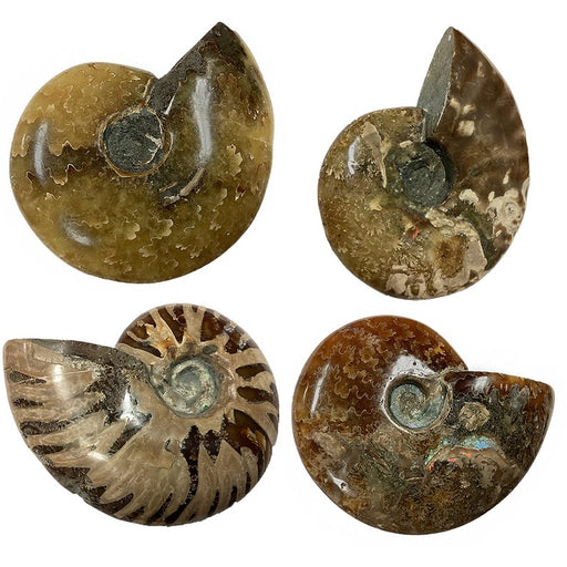 Polished Ammonite Fossil with Suture Patterns - Kidsplace.store