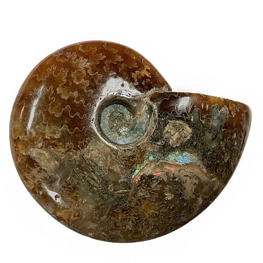 Polished Ammonite Fossil with Suture Patterns - Kidsplace.store