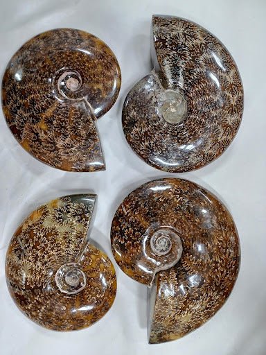 Polished Ammonite Fossil - Kidsplace.store