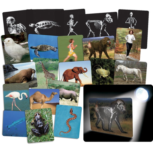 What’s Inside Animals Card Set - Kidsplace.store